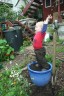 planting oregano at 14.5 months