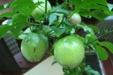 20110226_passionfruit03